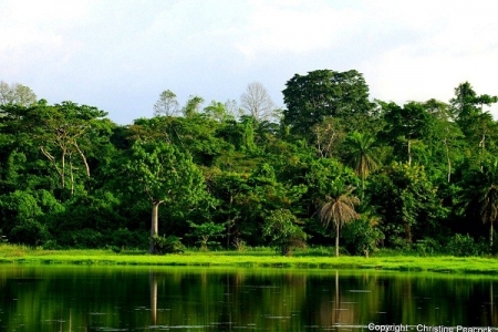 iita forest