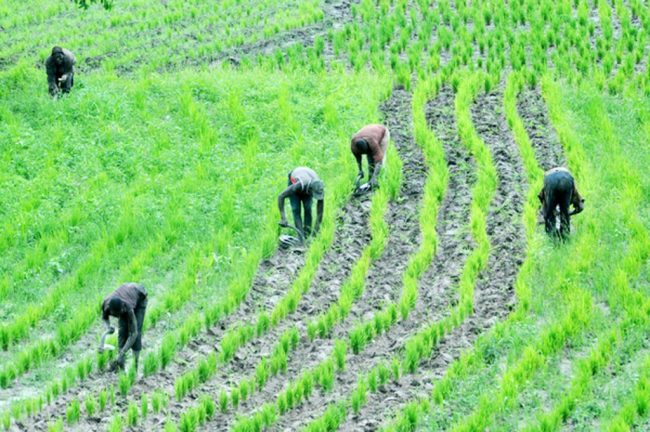 FG's Agricultural Programme To Reduce Poverty, Create Employment