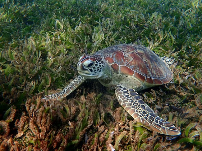19 People Die Of Food Poisoning After Eating Turtle