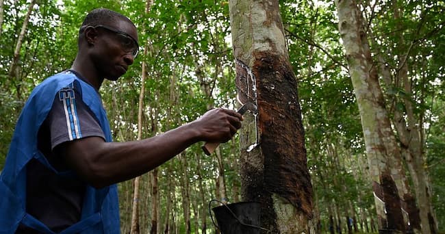 Rubber Farmers Call For Increase In Agricultural Subsidies