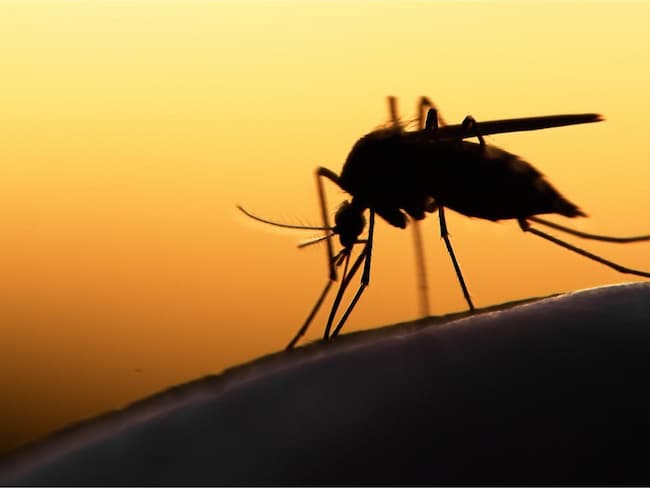 2021: "602,000 Died Of Malaria In Africa" - WHO