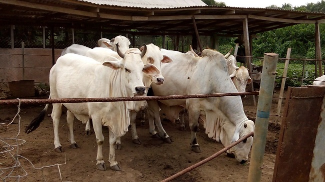 FG Targets N2tn Return From Ranching, Others
