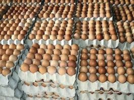 Poultry Famers Lament ₦30bn Loss, Blame Cash Crunch