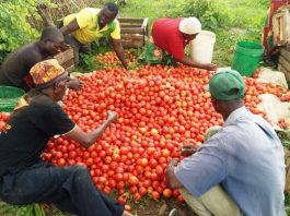 Tomato Farmers Hint On Shortage Of Commodity