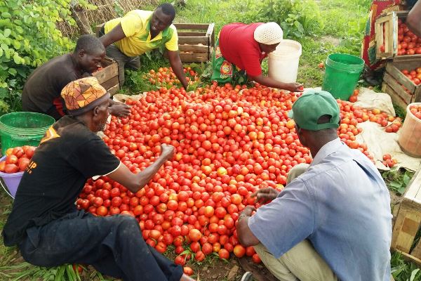 Tomato Farmers Hint On Shortage Of Commodity