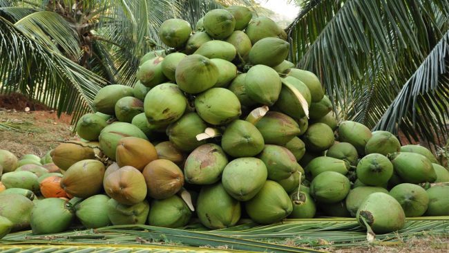 Lagos Aims To Boost Coconut Value Chain For Revenue Generation