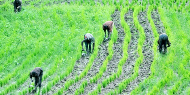 FG's Agricultural Programme To Reduce Poverty, Create Employment