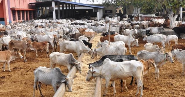 FG Approves ₦6.25bn To Set Up Cattle Ranches In Katsina