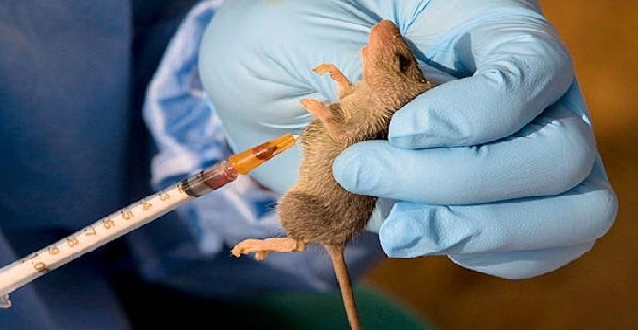 Lassa Fever in Nigeria