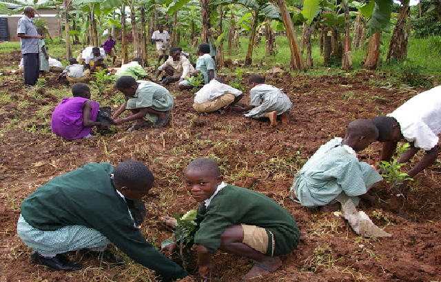 FG to Plant 35 million Tree Seedlings
