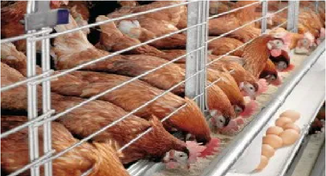 Bird Flu Costs Farmers In Bauchi 50,000 Birds