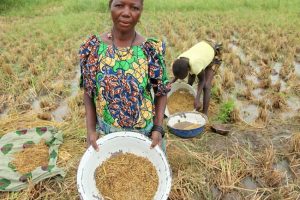 Rice Farmers In Kaduna Get Seedlings, Pesticides, Fertilisers