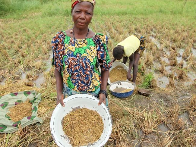 Rice Farmers In Kaduna Get Seedlings, Pesticides, Fertilisers