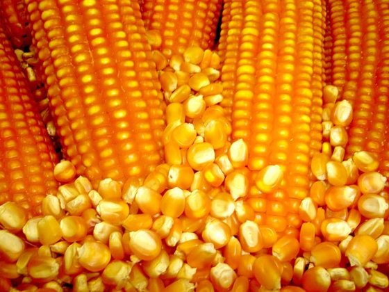Maize Price Rise By 15% Despite CBN’s Intervention