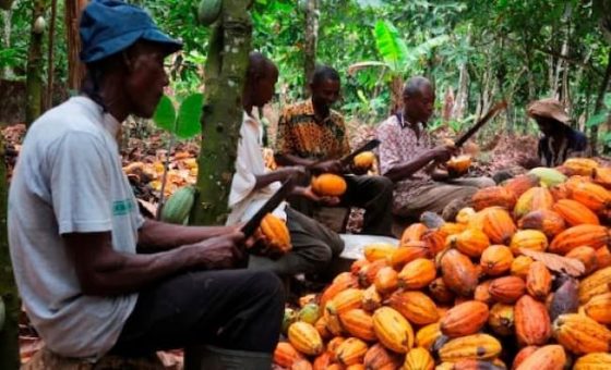 Cocoa Business Blossoms In Ivorian Village