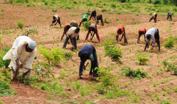 CBN To Disburse ₦5.7Bn Loans To Bauchi Farmers