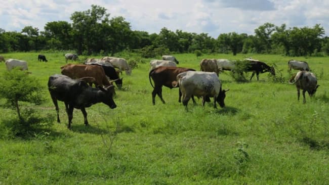 Douye Diri Signs Bill Prohibiting Open Grazing