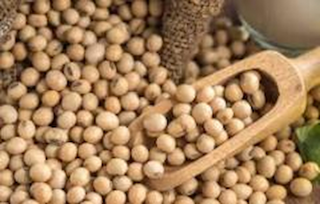 Experts Urge Nigerians To Produce Soybeans To Curb Malnutrition