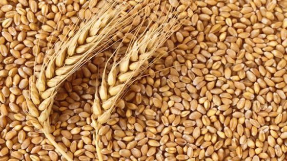 As Wheat Scarcity Looms, FG Targets Harvest Of 1,000MT