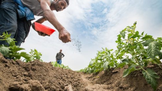 Low-Quality Fertiliser Infiltrates Market, Group Seeks FG's Support