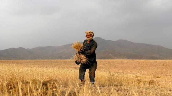Afghans Exchange Wheat For Labour Provided By Taliban