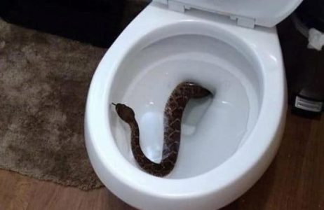 REVEALED: Top 7 Ways To Prevent Snakes From Chilling Your Toilet