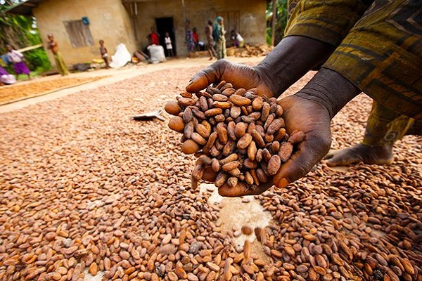 NEPC Partners With Imo State To Enhance Production, Exportation Of Cocoa