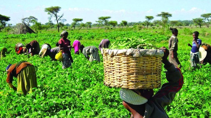 Experts Blame Failure Of Agrotech Firms To Remit ROIs On Unrealistic Promises
