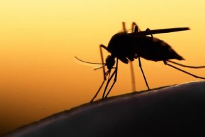 2021: "602,000 Died Of Malaria In Africa" - WHO