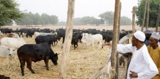 CBN To Provide N11bn For Cattle Farming