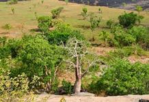 Katsina Moves To Boost Agribusiness Investment With New Agro-Allied Processing Factory ADF Approves $27.9m Grant for Savannah Agriculture Value Chain Development Project