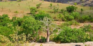 Katsina Moves To Boost Agribusiness Investment With New Agro-Allied Processing Factory ADF Approves $27.9m Grant for Savannah Agriculture Value Chain Development Project