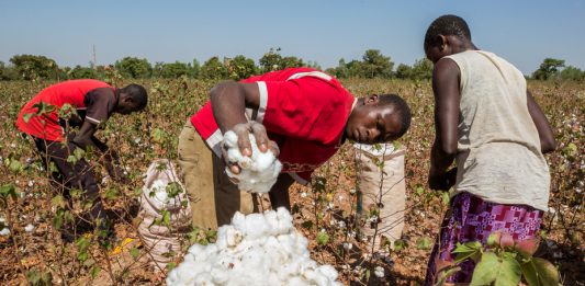 Farmers Beg CBN To Continue Anchor Borrower Programme