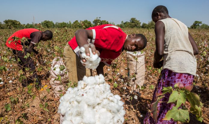 Farmers Beg CBN To Continue Anchor Borrower Programme