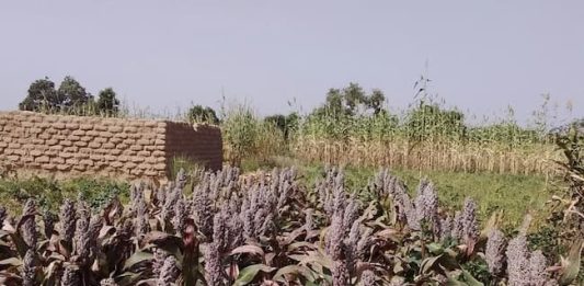 ICRISAT Develops Three Sorghum, Pearl Millet Varieties In Nigeria