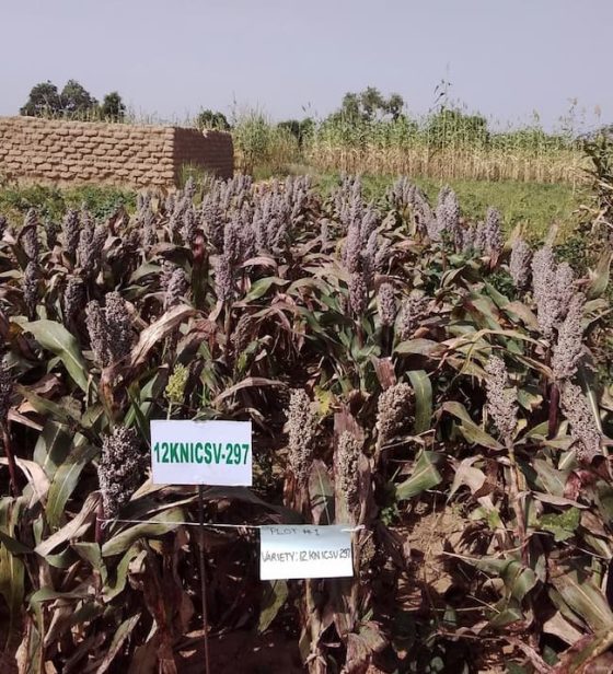 ICRISAT Develops Three Pearl Millet Varieties In Nigeria