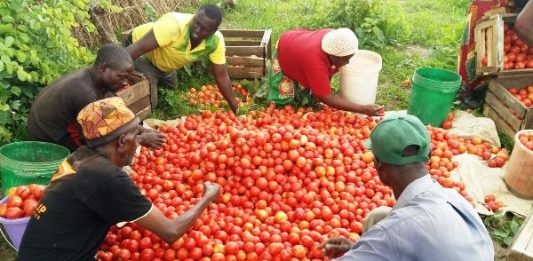 Tomato Farmers Hint On Shortage Of Commodity