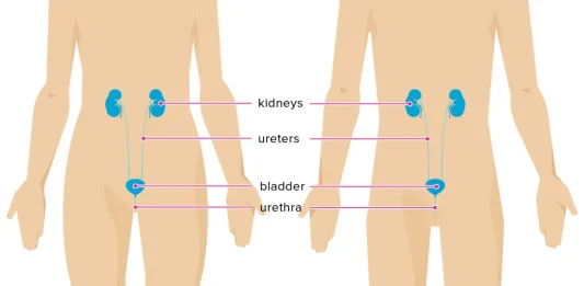 Urine is produced by the kidney, travels through the ureters, and is then temporarily stored in the bladder before exiting through the urethra.