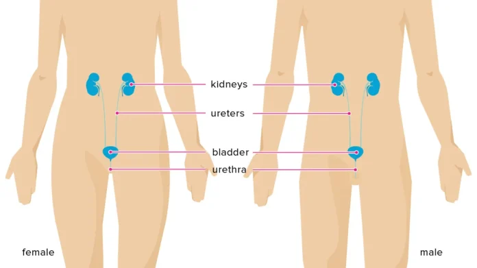 Urine is produced by the kidney, travels through the ureters, and is then temporarily stored in the bladder before exiting through the urethra.