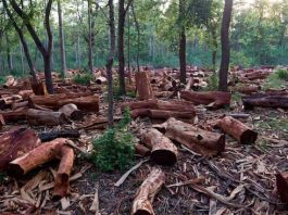 FG Blames Charcoal Business For Deforestation