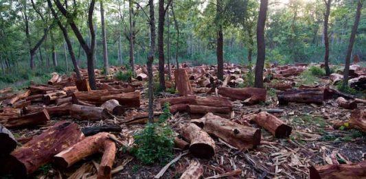 FG Blames Charcoal Business For Deforestation