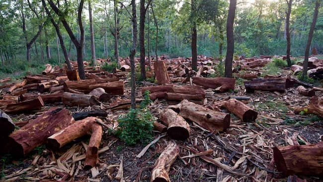 FG Blames Charcoal Business For Deforestation