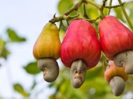 NEPC Predicts Cashew Exports To Reach $500m