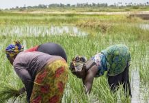 NADF distributes 100,800 fertiliser bags to 25,200 farmers in North-West AfDB Approves $11.7m To Facilitate Access To Fertilizers For African Farmers