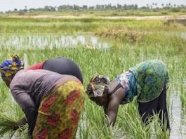 AfDB Approves $11.7m To Facilitate Access To Fertilizers For African Farmers