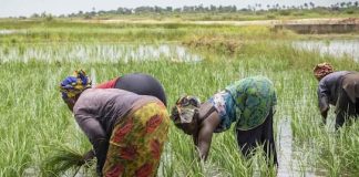 NADF distributes 100,800 fertiliser bags to 25,200 farmers in North-West AfDB Approves $11.7m To Facilitate Access To Fertilizers For African Farmers