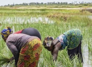 NADF distributes 100,800 fertiliser bags to 25,200 farmers in North-West AfDB Approves $11.7m To Facilitate Access To Fertilizers For African Farmers