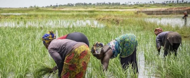 AfDB Approves $11.7m To Facilitate Access To Fertilizers For African Farmers