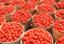 Experts identify biotechnology as key to stabilizing Nigeria’s strained food system Eid-Kabir: Food Prices, Transportation Hit Rooftop