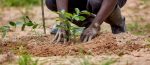 Top 7 Reasons Why Planting Trees Can Save Planet Earth